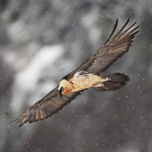 parc-nature-pyrenees-catalanes-gypaete